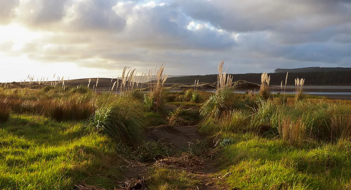 Itinerary to the Dunes from Auckland_Dunes Walk Port Waikato