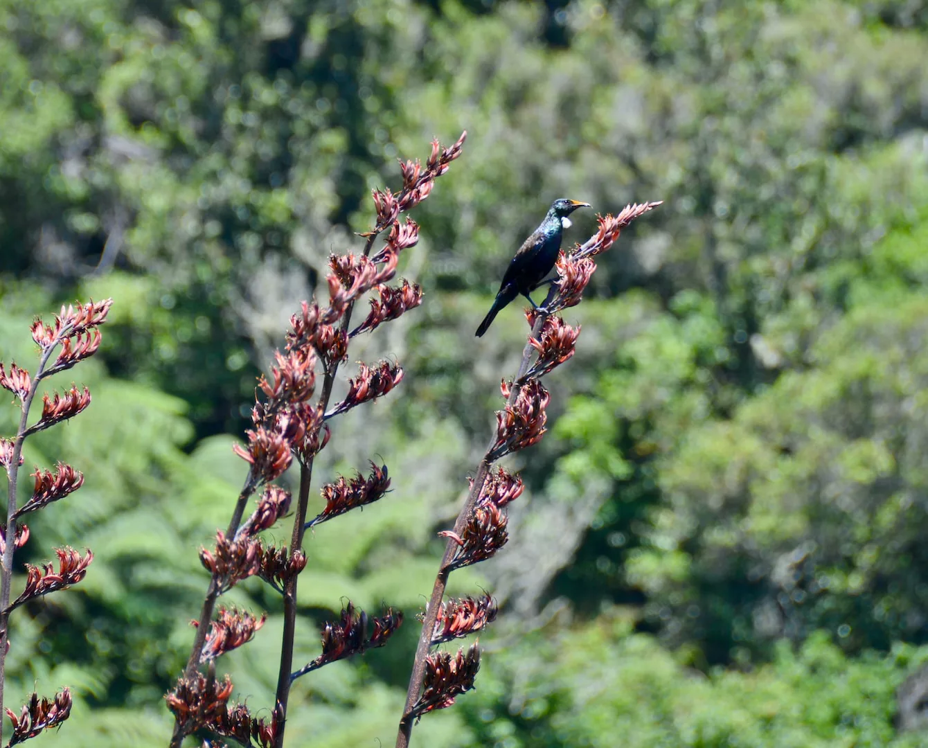 cobourne reserve port waikato local attractions NZ