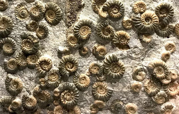 Fossil finding in Port Waikato